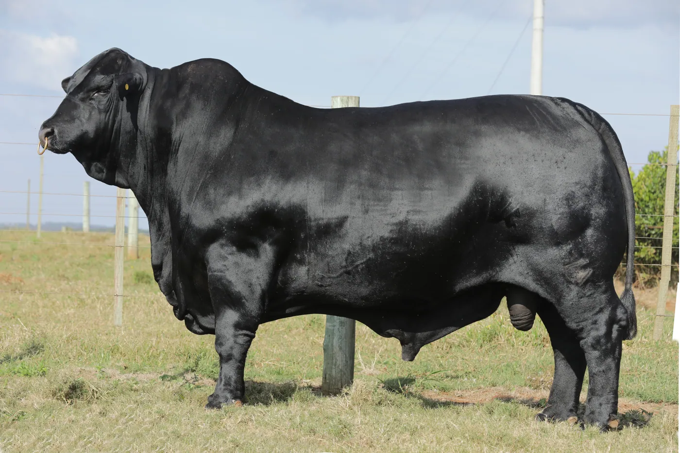 Touro Brangus Netuno, Guapiara, em central Select Sires
