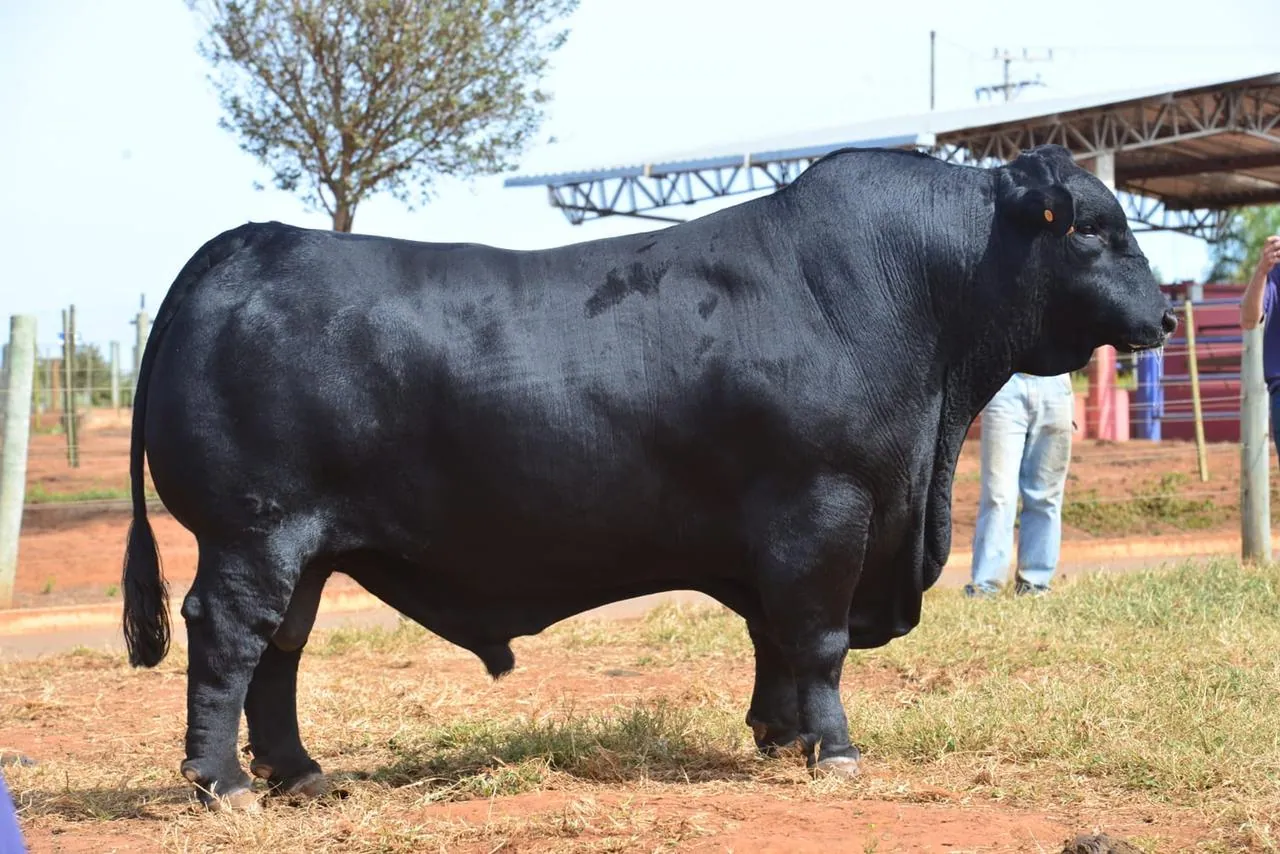 Touro Brangus Protheus, Guapiara, em central Select Sires