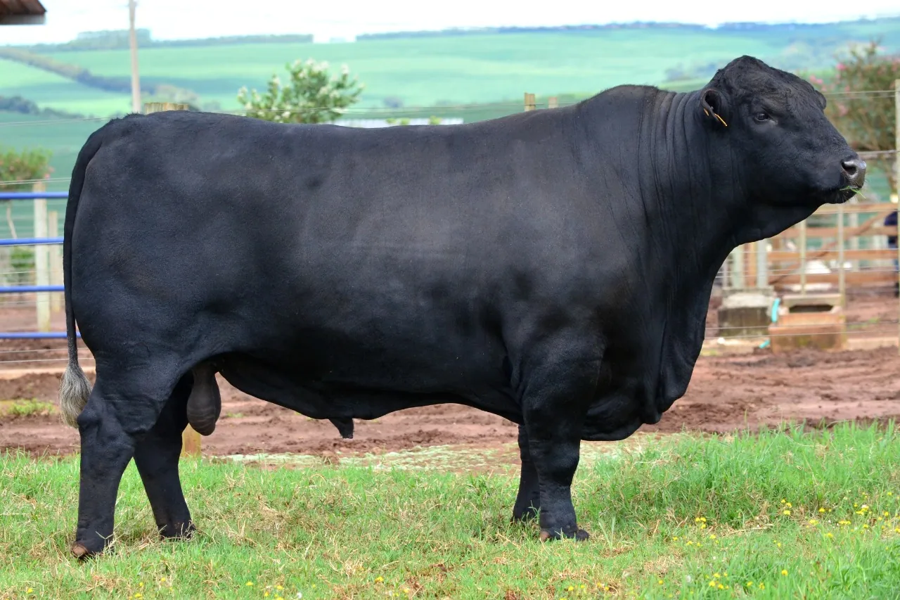 Touro Brangus Ragnar, Guapiara, em central Select Sires