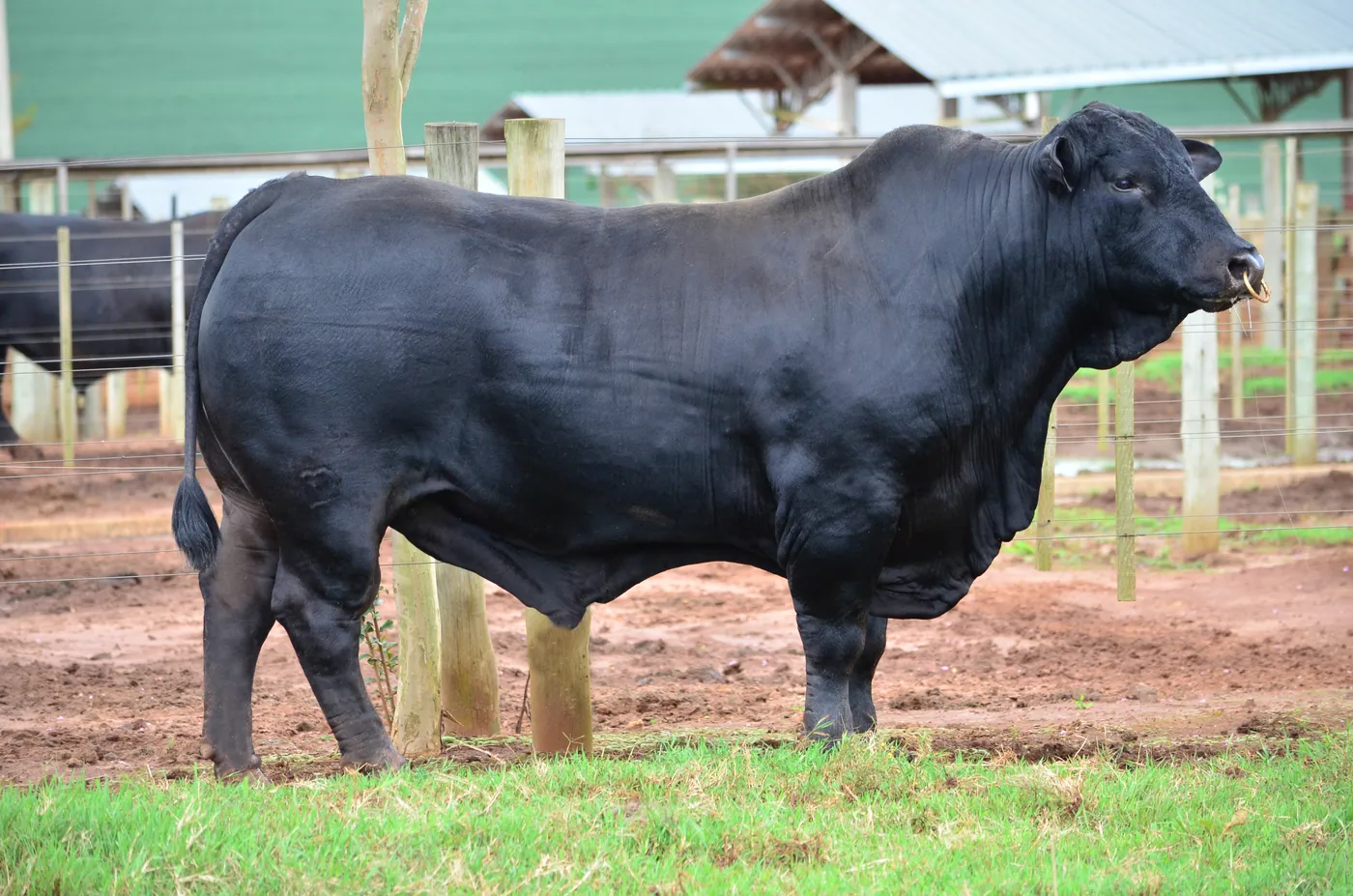 Touro Brangus Rifle, Guapiara, em central Select Sires