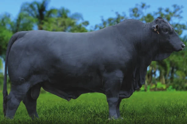 Touro Brangus Sabre, Guapiara