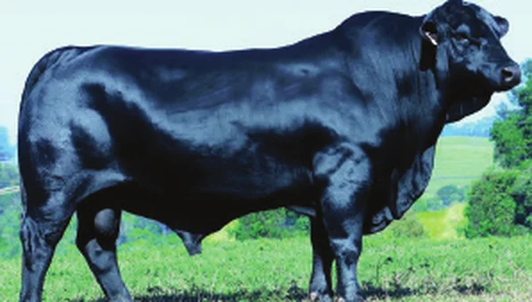 Touro Brangus Siniper, Guapiara