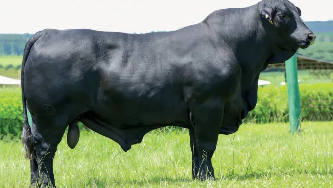 Touro Brangus Target, Guapiara, em central Select Sires