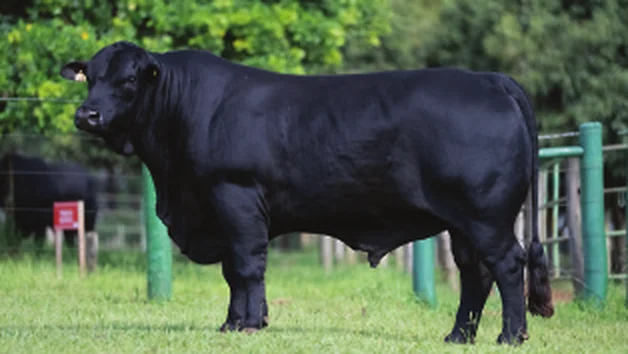 Touro Brangus Vector, Guapiara, em central Semex