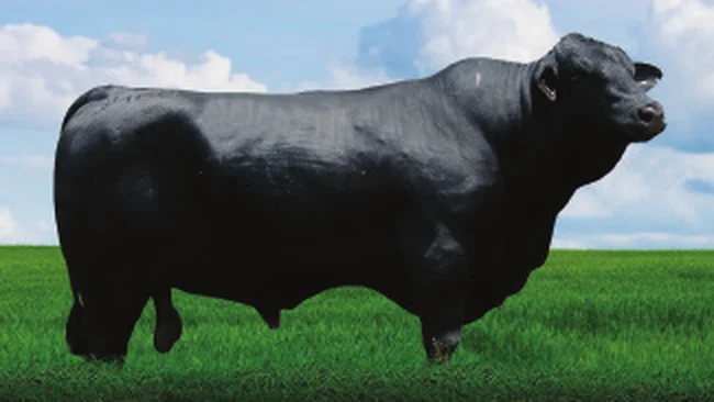 Touro Brangus Veyron, Guapiara