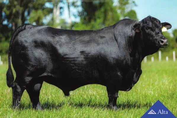 Touro Brangus Viking, Guapiara, em central Alta Genetics