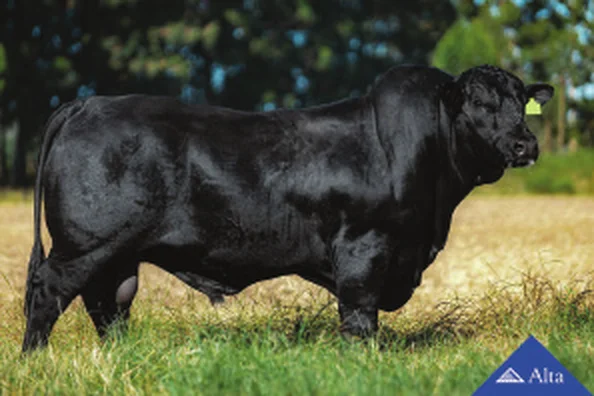 Touro Brangus Vlad, Guapiara, em central Alta Genetics
