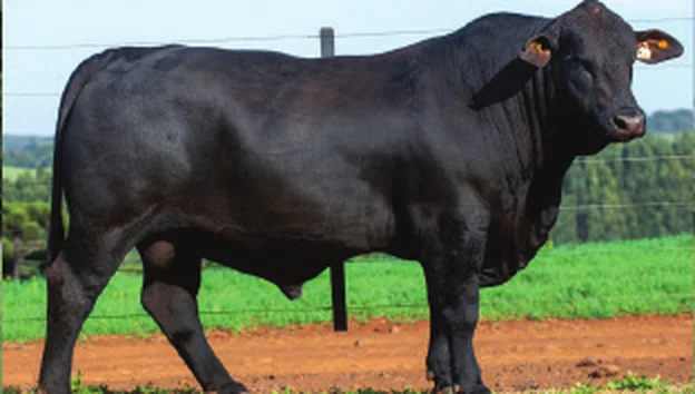 Touro Brangus Vulcan, Guapiara, em central Select Sires
