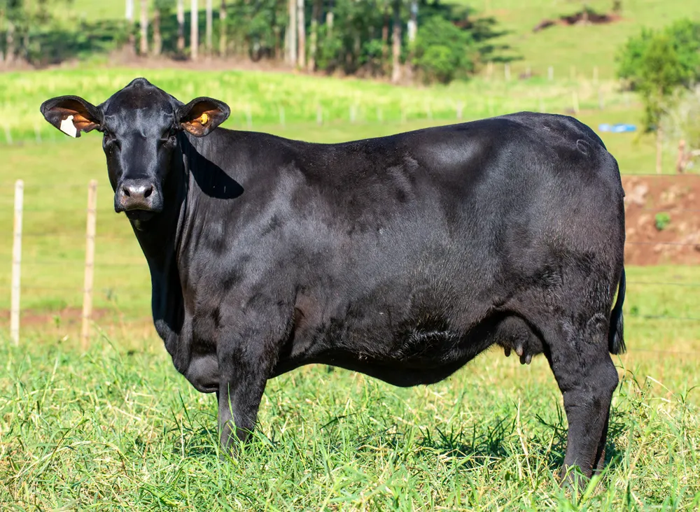Fêmea Brangus BR6816, Guapiara
