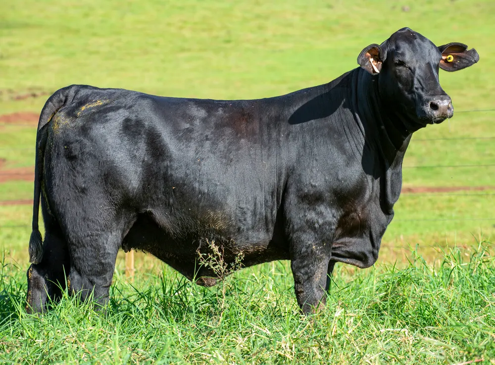 Fêmea Brangus BR6958 FIV, Guapiara