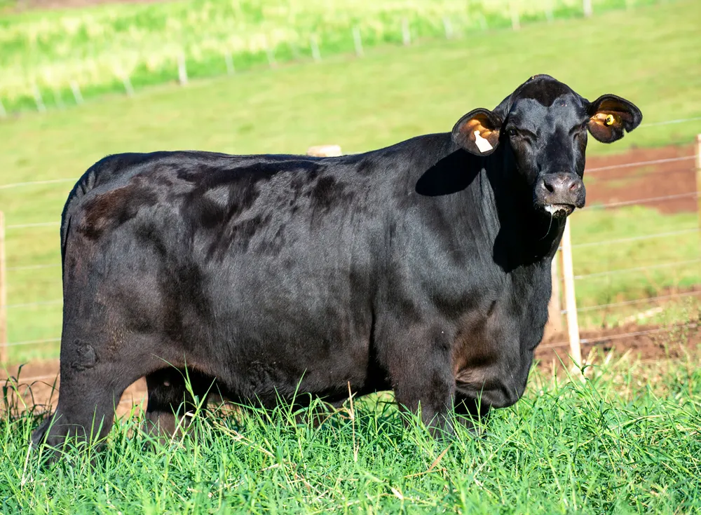 Fêmea Brangus BR6976 TE, Guapiara