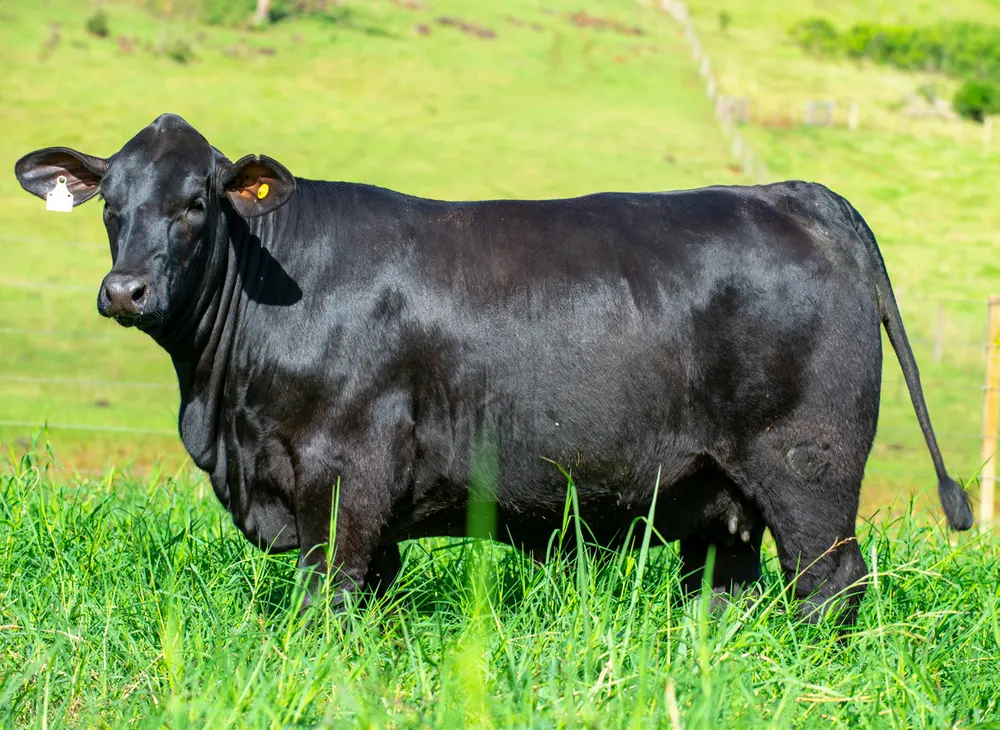 Fêmea Brangus BR7275, Guapiara