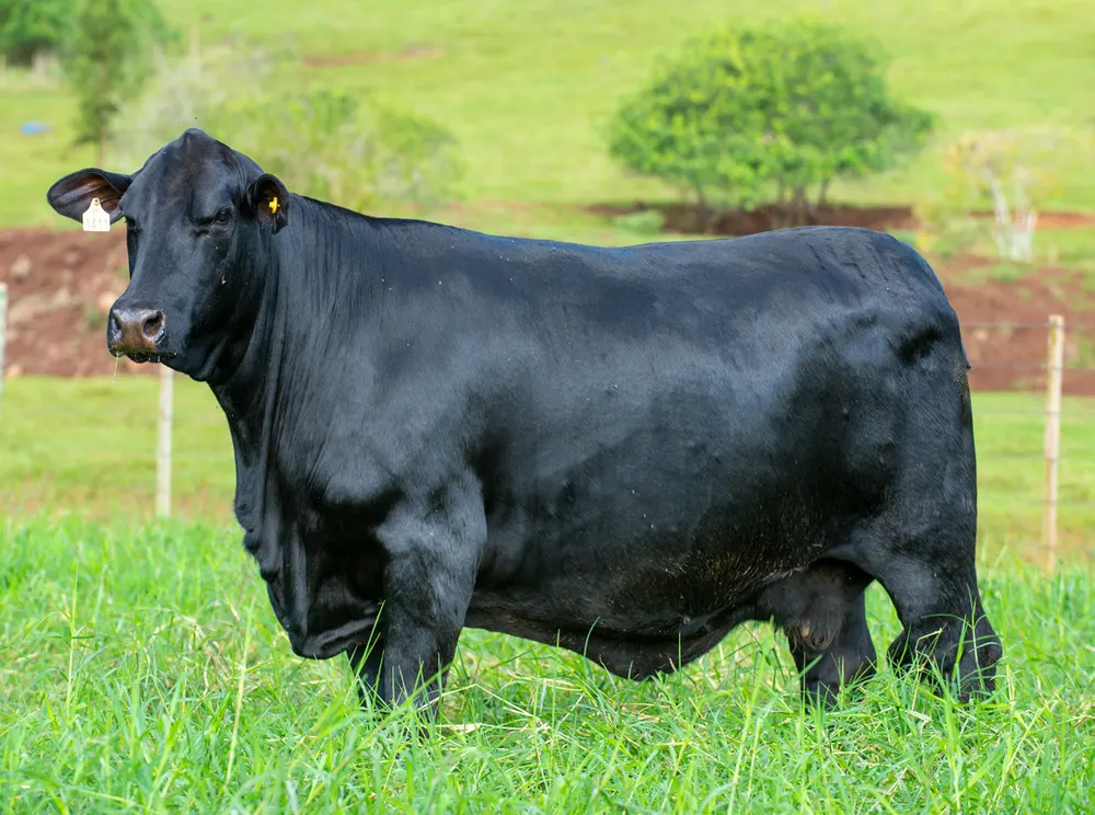 Fêmea Brangus BZ1411, Guapiara