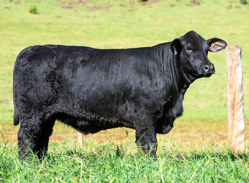 Fêmea Brangus BZ4436, Guapiara