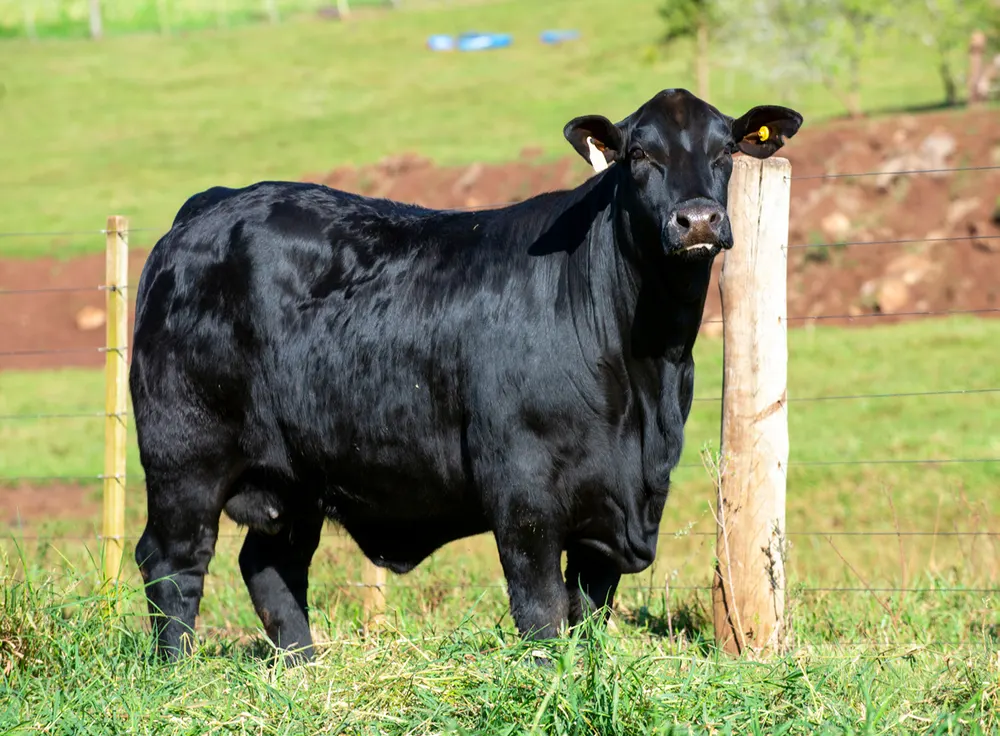 Fêmea Brangus BR6659 TE, Guapiara