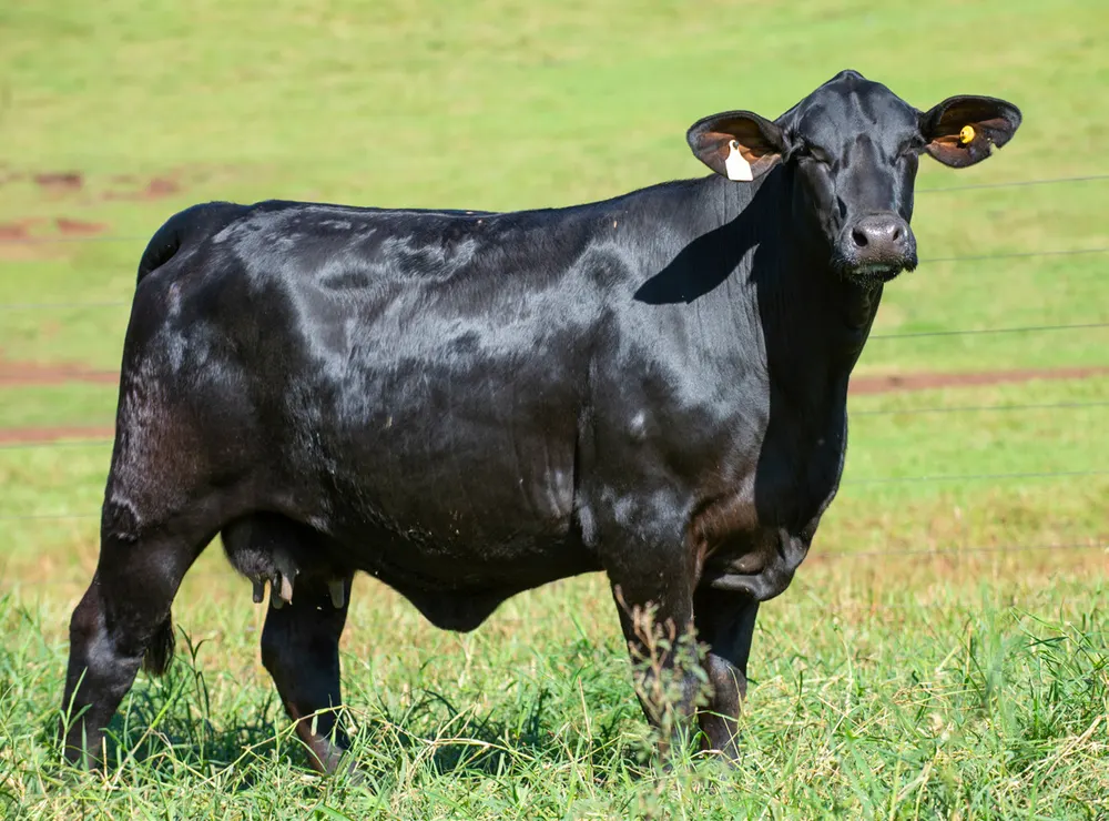 Fêmea Brangus BR6662 TE, Guapiara