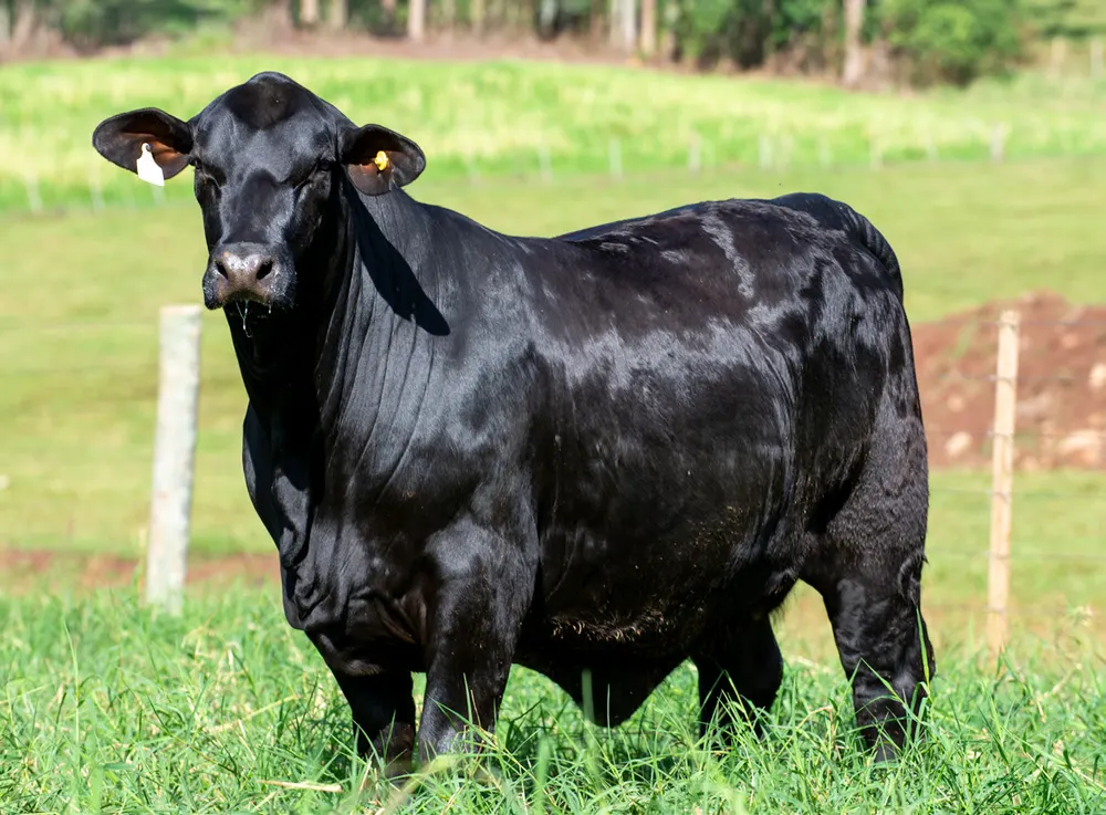 Fêmea Brangus BR6668 TE, Guapiara