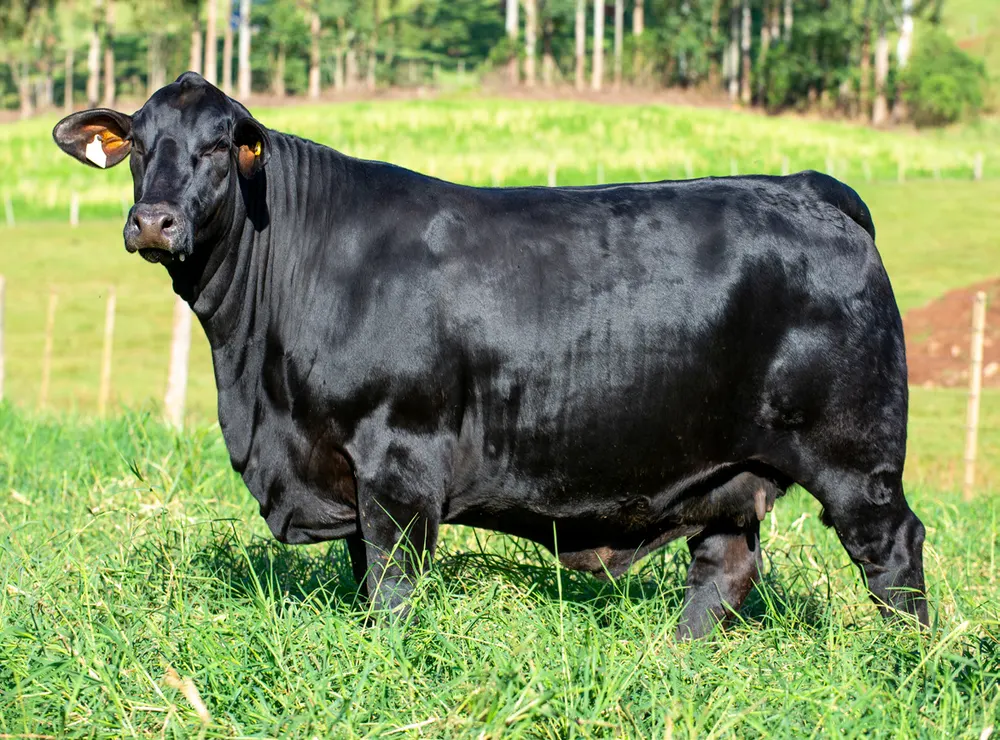 Fêmea Brangus BR6669 TE, Guapiara