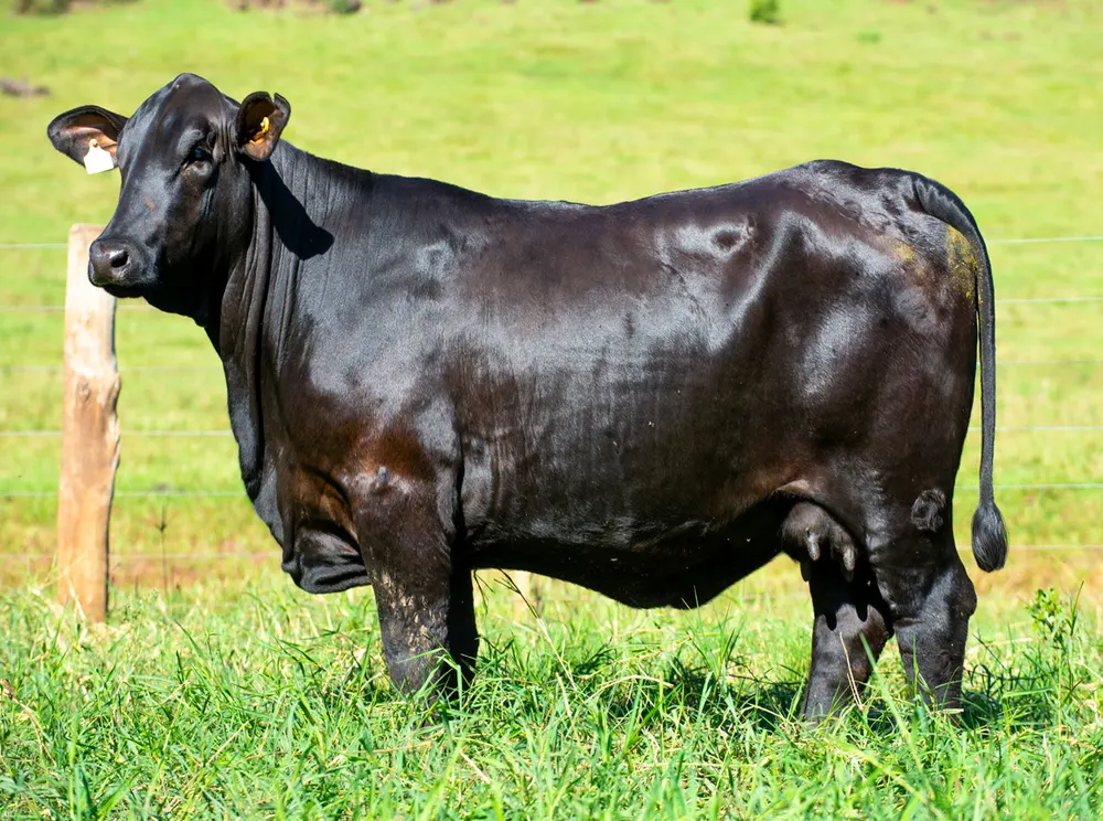 Fêmea Brangus BR6939 FIV, Guapiara