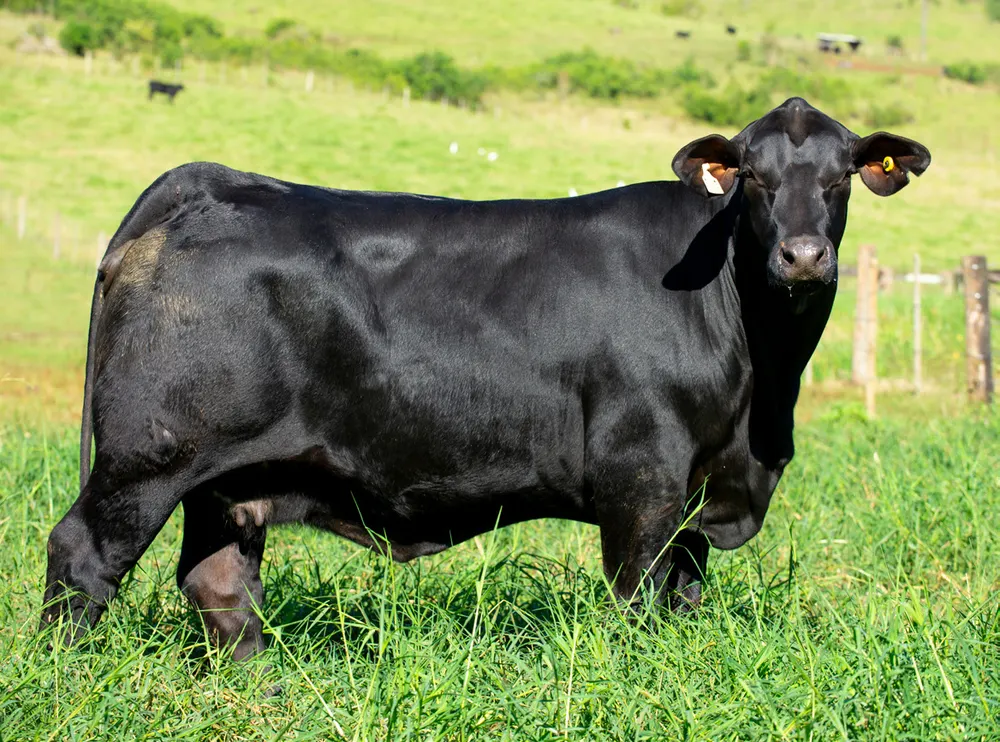 Fêmea Brangus BR6988 TE, Guapiara