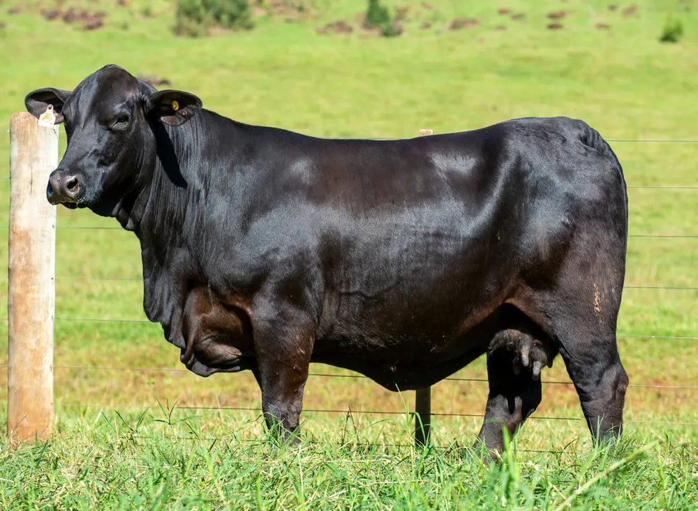 Fêmea Brangus BR5379 TE, Guapiara