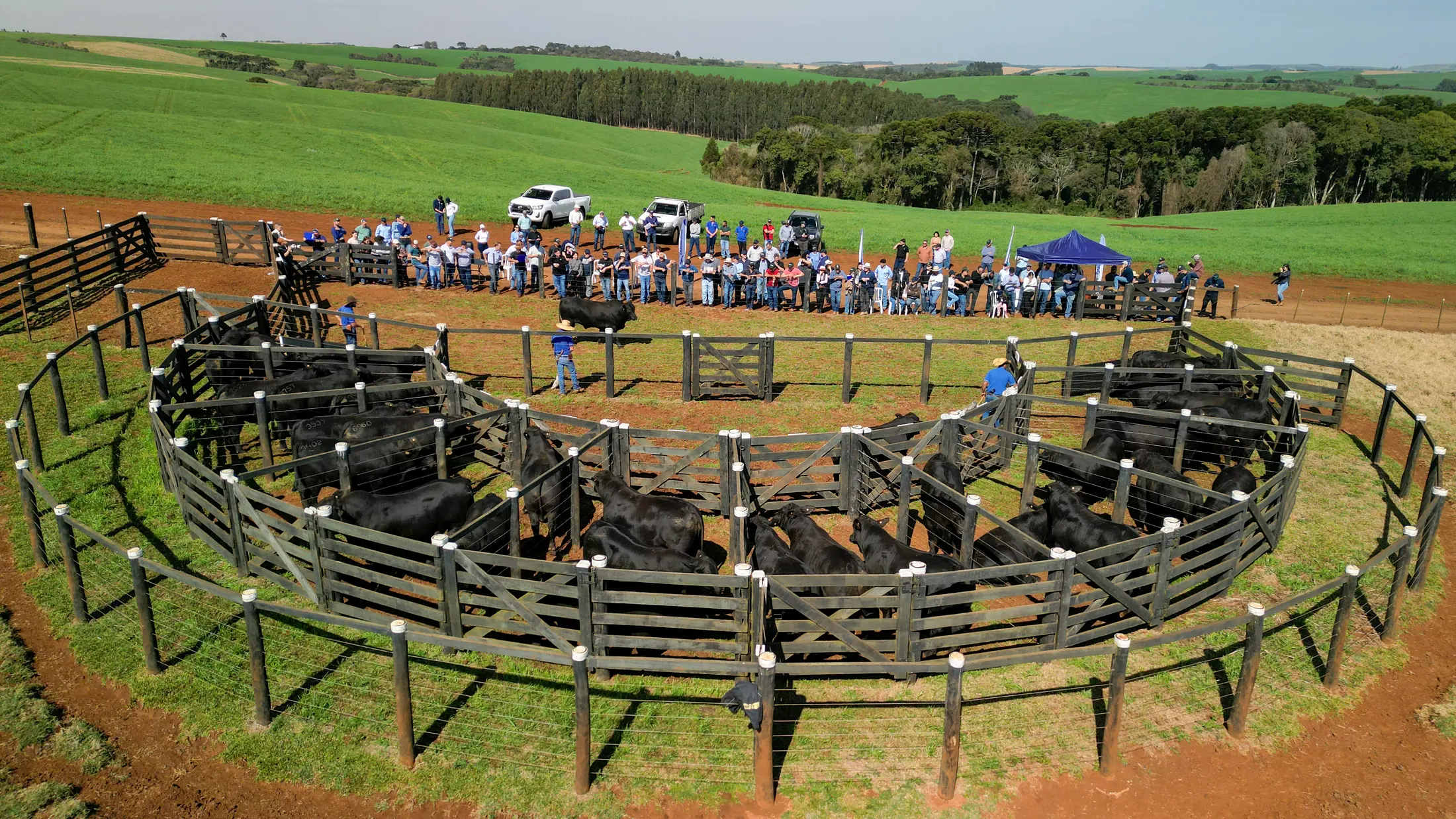 Vista aérea do curral circular da Guapiara durante dia de campo com touros e visitantes