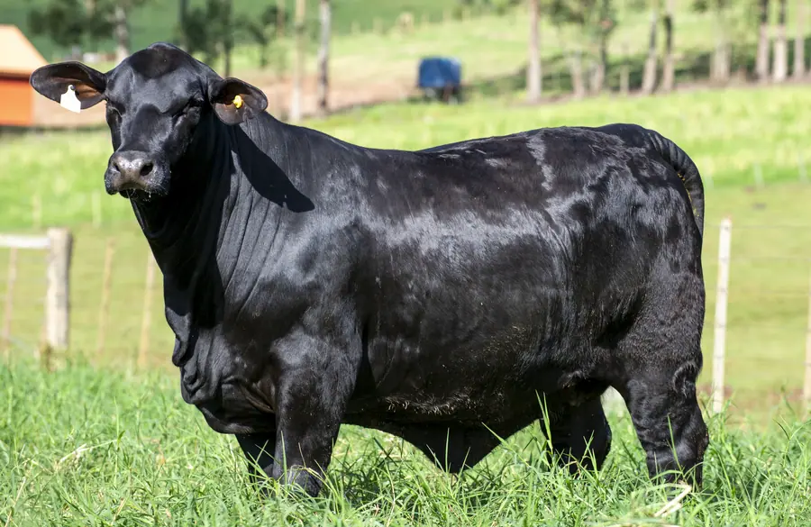 Touro Brangus Urus, Guapiara