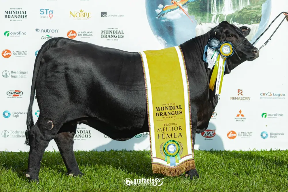 Fêmea Brangus Guapiara com a fita de terceira melhor fêmea do Congresso Mundial Brangus 2026, na pista de julgamento