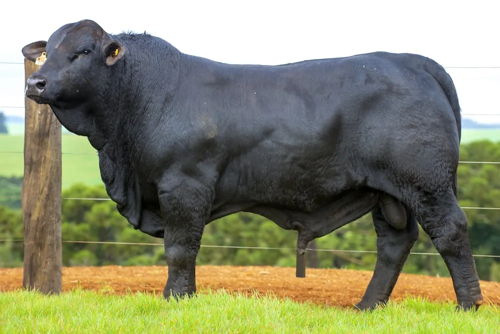 Touro Brangus BE3829 TE, lote 1 do 4º Leilão Genética Guapiara Touros