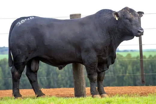 Touro Brangus BE3848, Guapiara