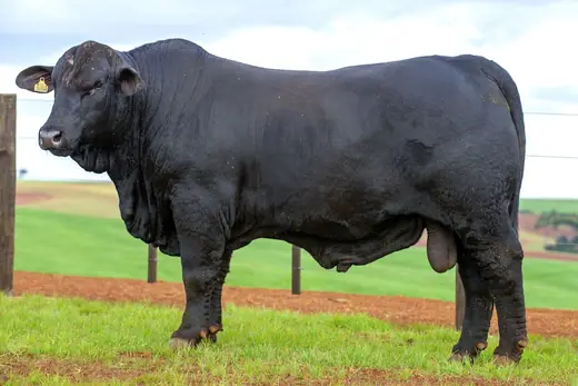 Touro Brangus BE3854 TE, Guapiara