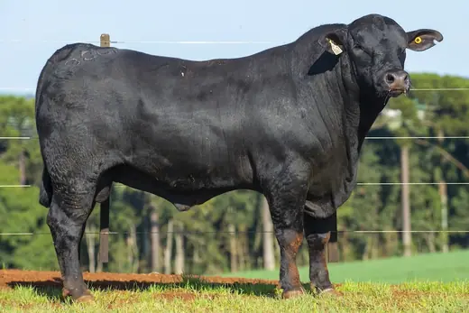 Touro Brangus BE3861, Guapiara