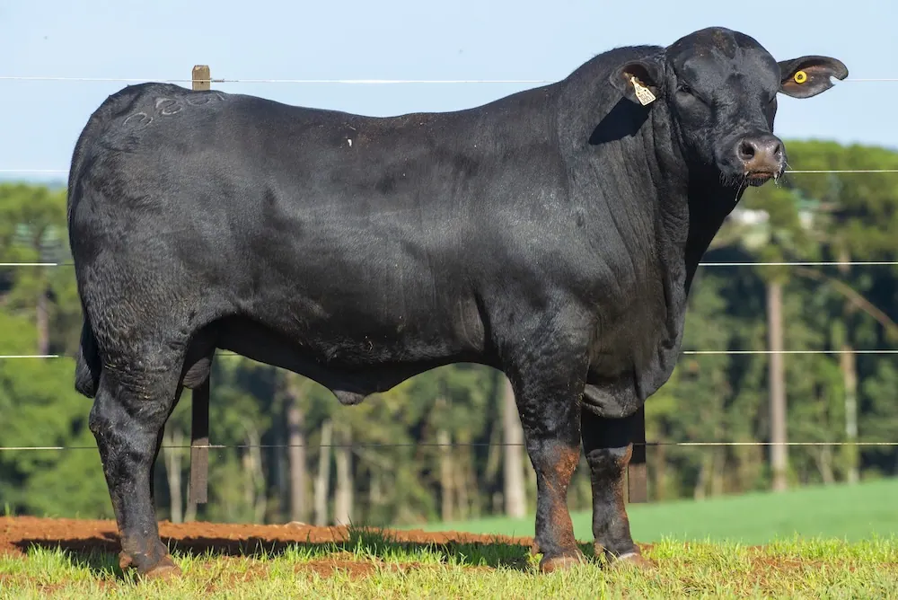 Touro Brangus BE3861, lote 4 do 4º Leilão Genética Guapiara Touros