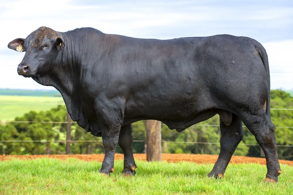 Touro Brangus BE3862 TE, lote 5 do 4º Leilão Genética Guapiara Touros