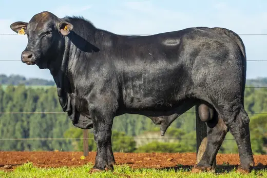 Touro Brangus BE3863, Guapiara