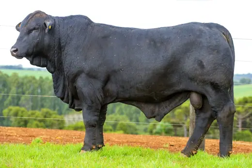 Touro Brangus BE3869, Guapiara