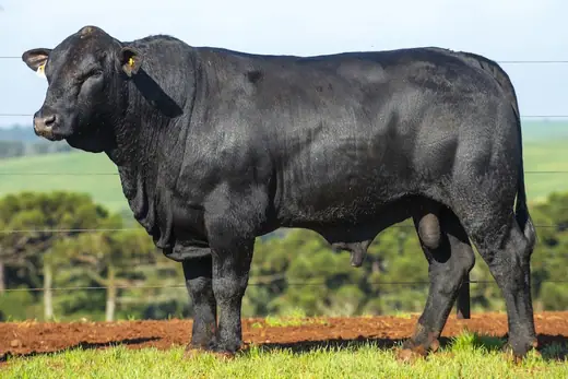 Touro Brangus BE3876 FIV, Guapiara