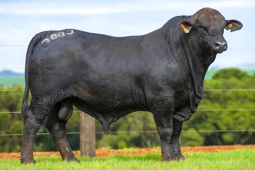 Touro Brangus BE3883, lote 10 do 4º Leilão Genética Guapiara Touros
