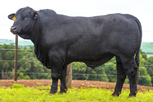 Touro Brangus BE3885, Guapiara