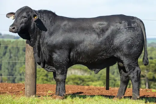 Touro Brangus BE3903, Guapiara