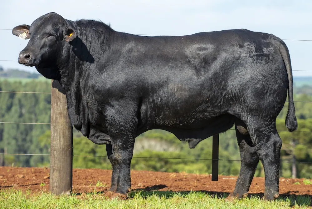 Touro Brangus BE3903, lote 11 do 4º Leilão Genética Guapiara Touros