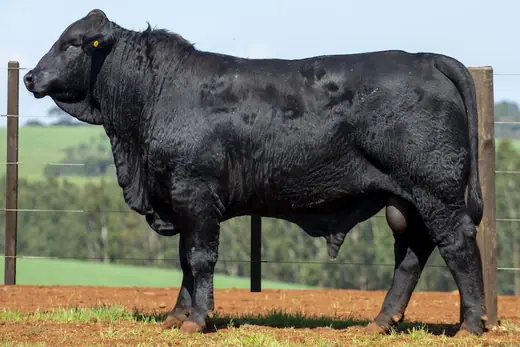 Touro Brangus BE3911 FIV, leiloado pela Guapiara