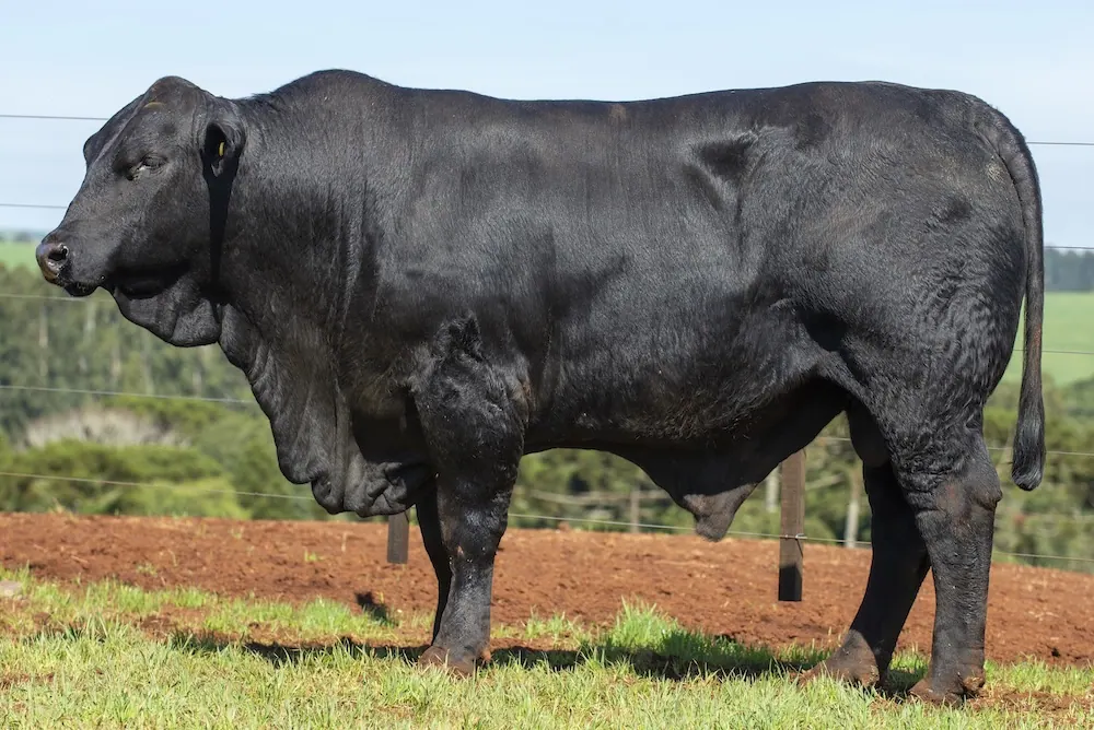 Touro Brangus BE3912 FIV, lote 13 do 4º Leilão Genética Guapiara Touros
