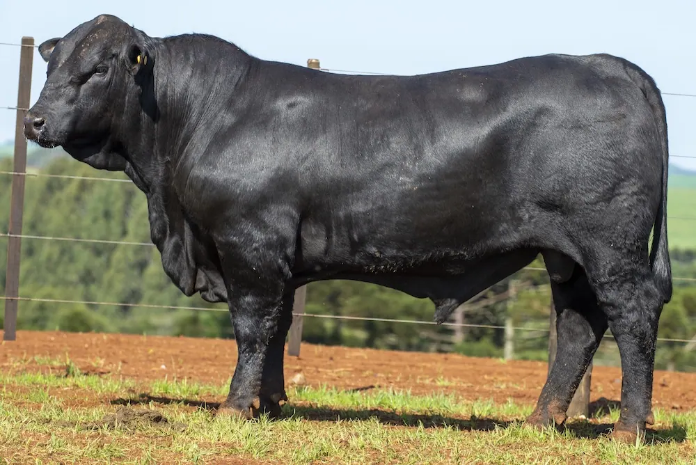 Touro Brangus BE3913 FIV, lote 14 do 4º Leilão Genética Guapiara Touros