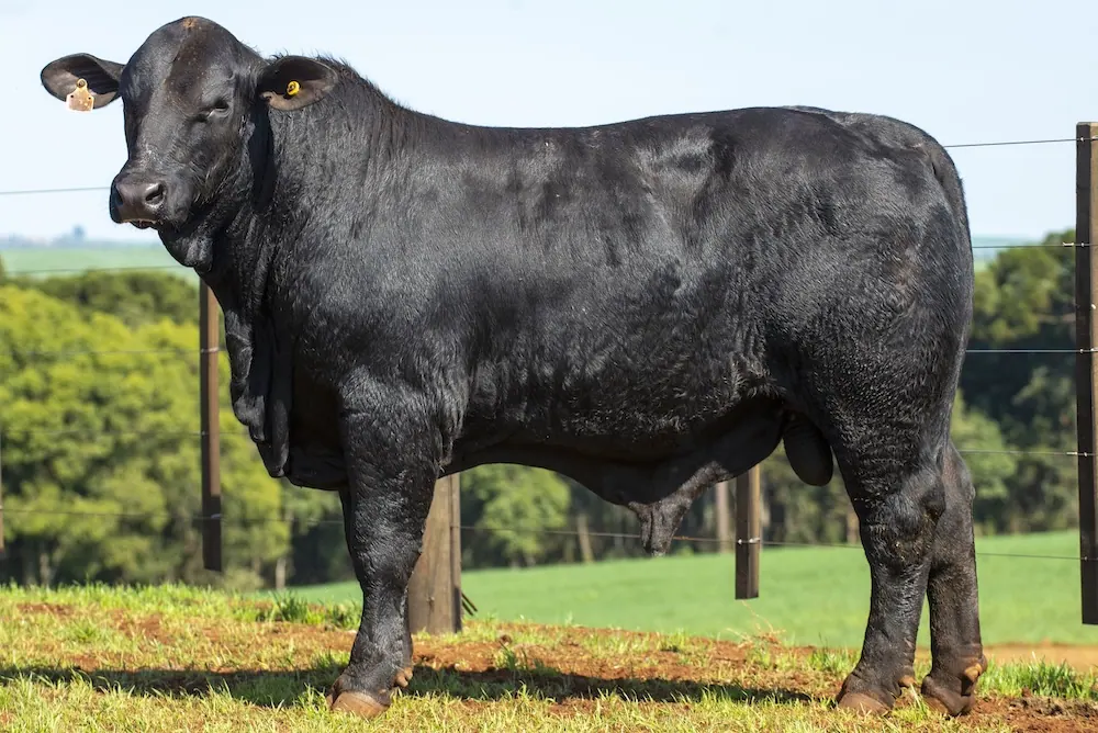 Touro Brangus BE3916, lote 15 do 4º Leilão Genética Guapiara Touros