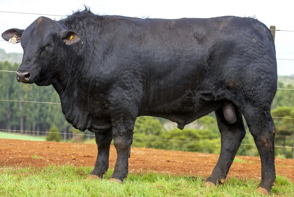 Touro Brangus BE3918 FIV, lote 16 do 4º Leilão Genética Guapiara Touros