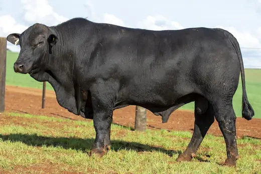 Touro Brangus BR7265, Guapiara