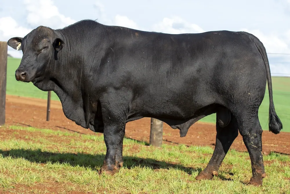 Touro Brangus BR7265, lote 17 do 4º Leilão Genética Guapiara Touros