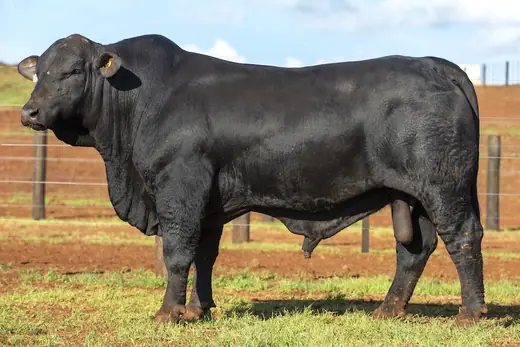 Touro Brangus BR7268, Guapiara