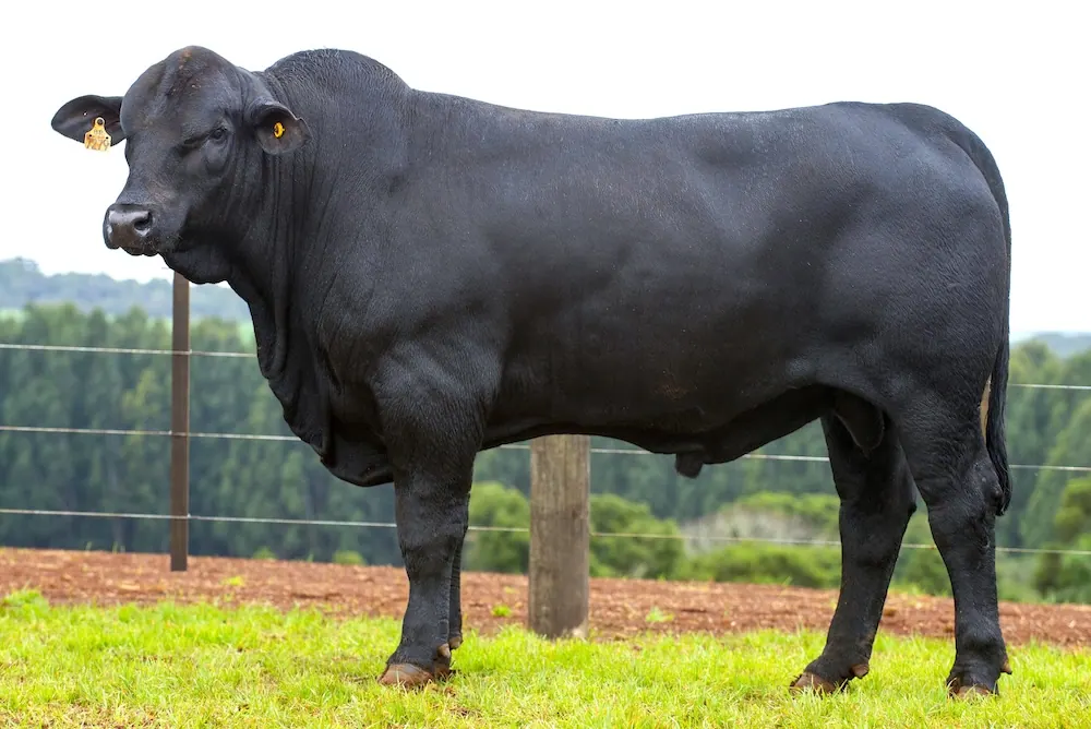 Touro Brangus BR7279, lote 19 do 4º Leilão Genética Guapiara Touros